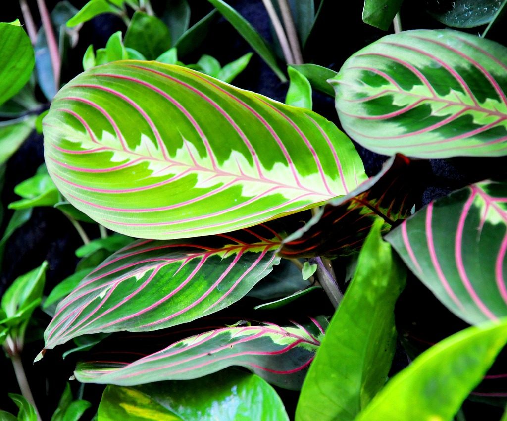 Green prayer plant leaves