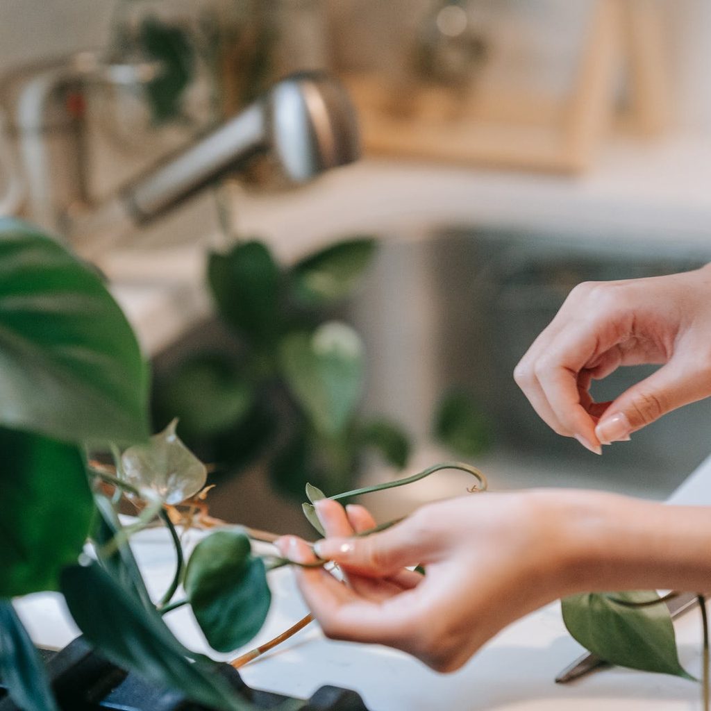 Person trimming a philodendron plant