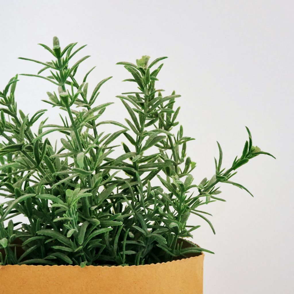 Rosemary plant
