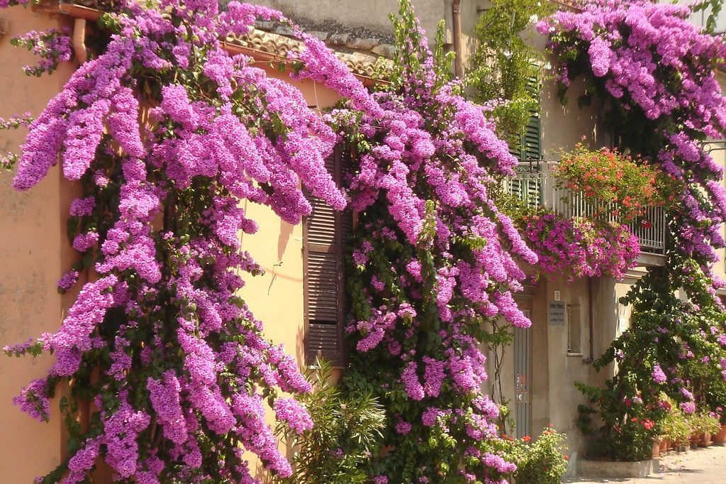Purple bougainvillea flower vines climbing a wall