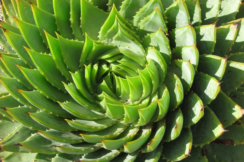 A spiral echeveria succulent