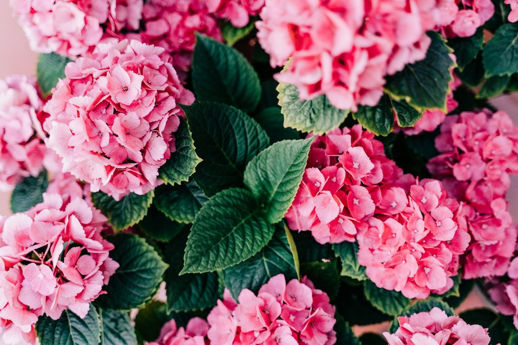 Pink hydrangeas