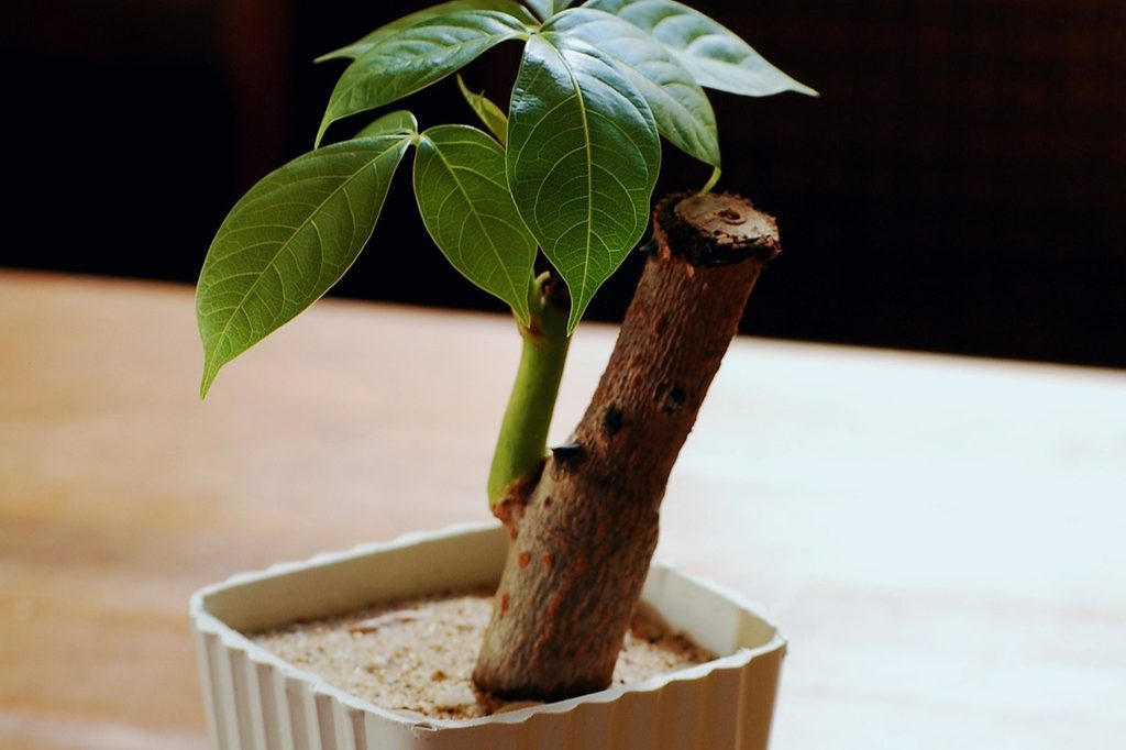 A little potted money tree on a table