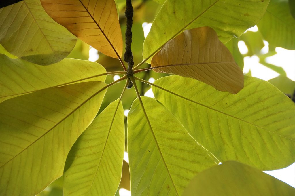 Large magnolia leaves seen from below