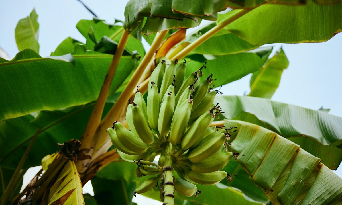 Banana tree