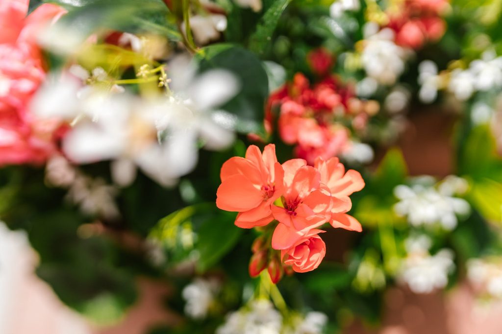Closeup of orange geranium flowers