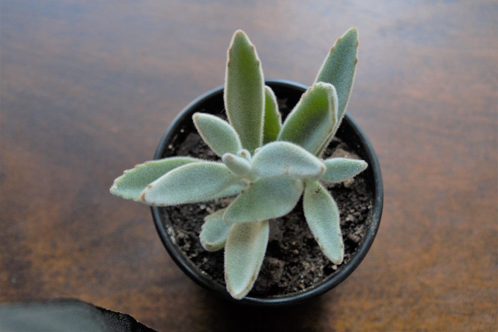 A potted panda plant succulent.