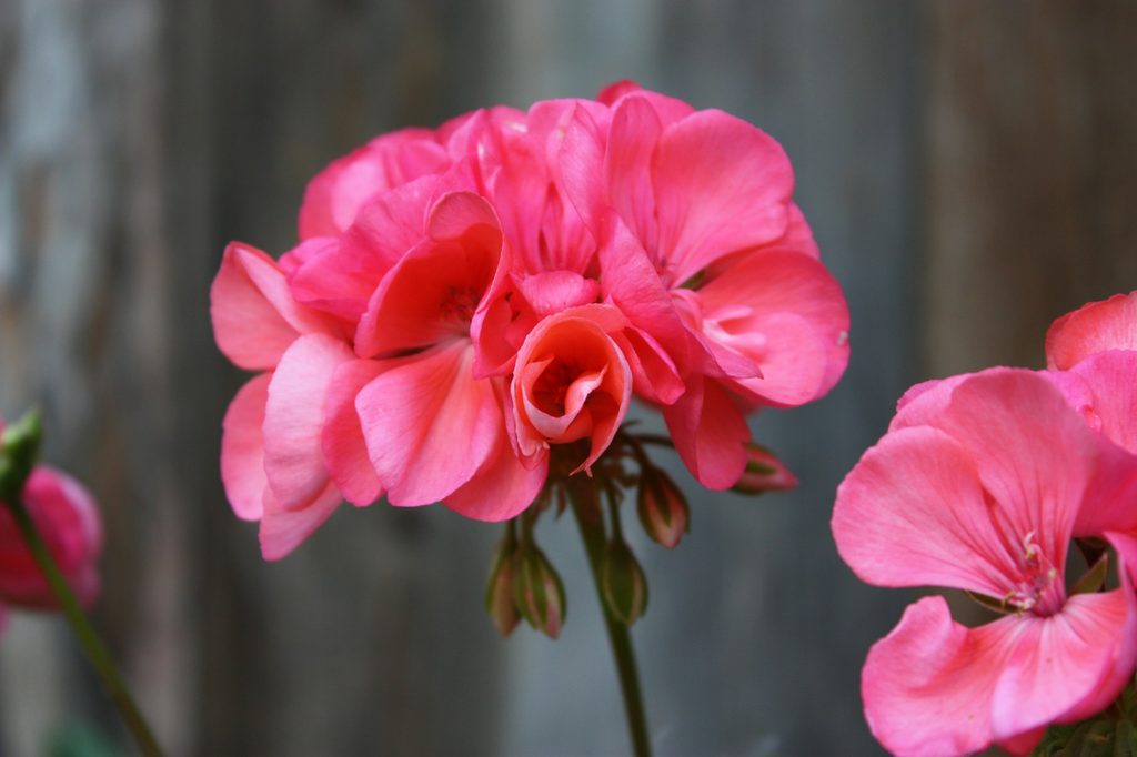 Pink geranium