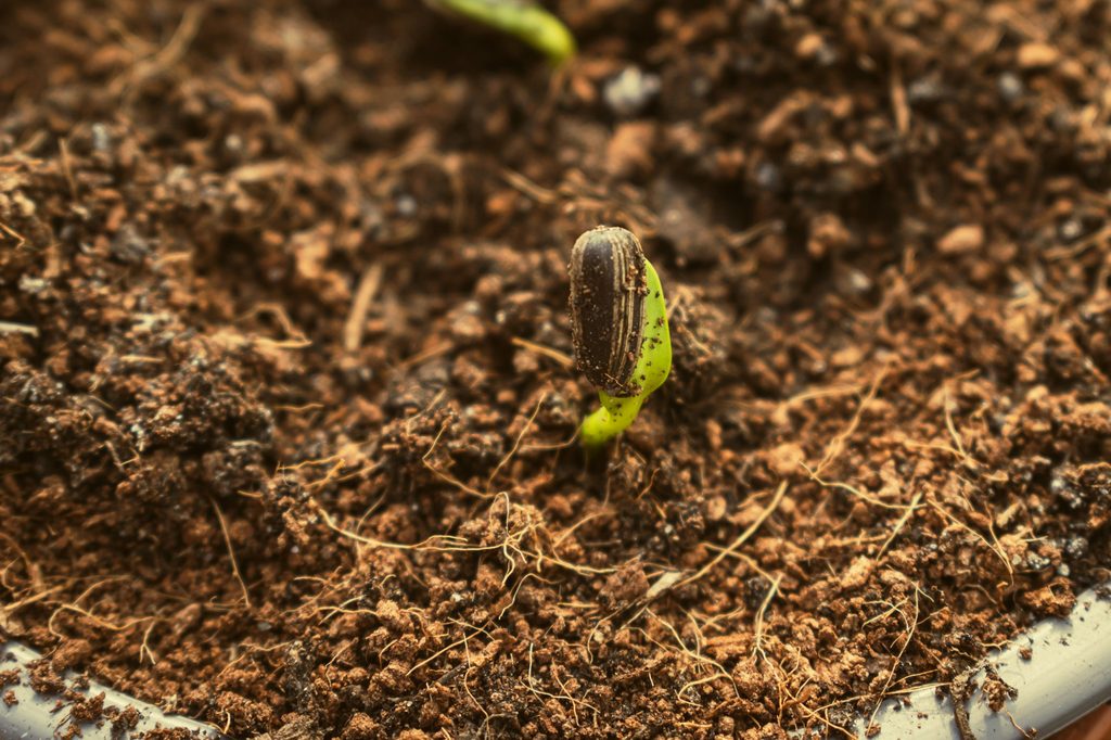 Seedling growing from soil