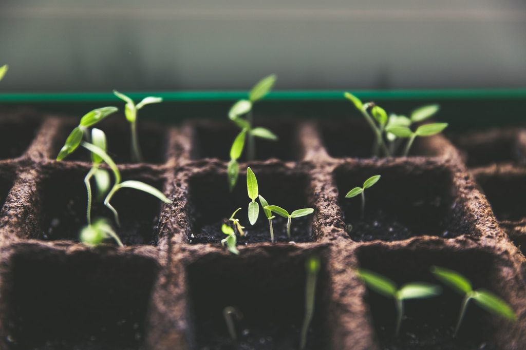 Seedlings in plant tray