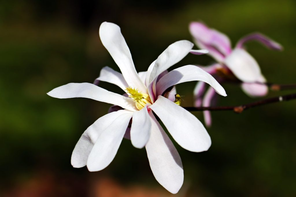 Star magnolia flower