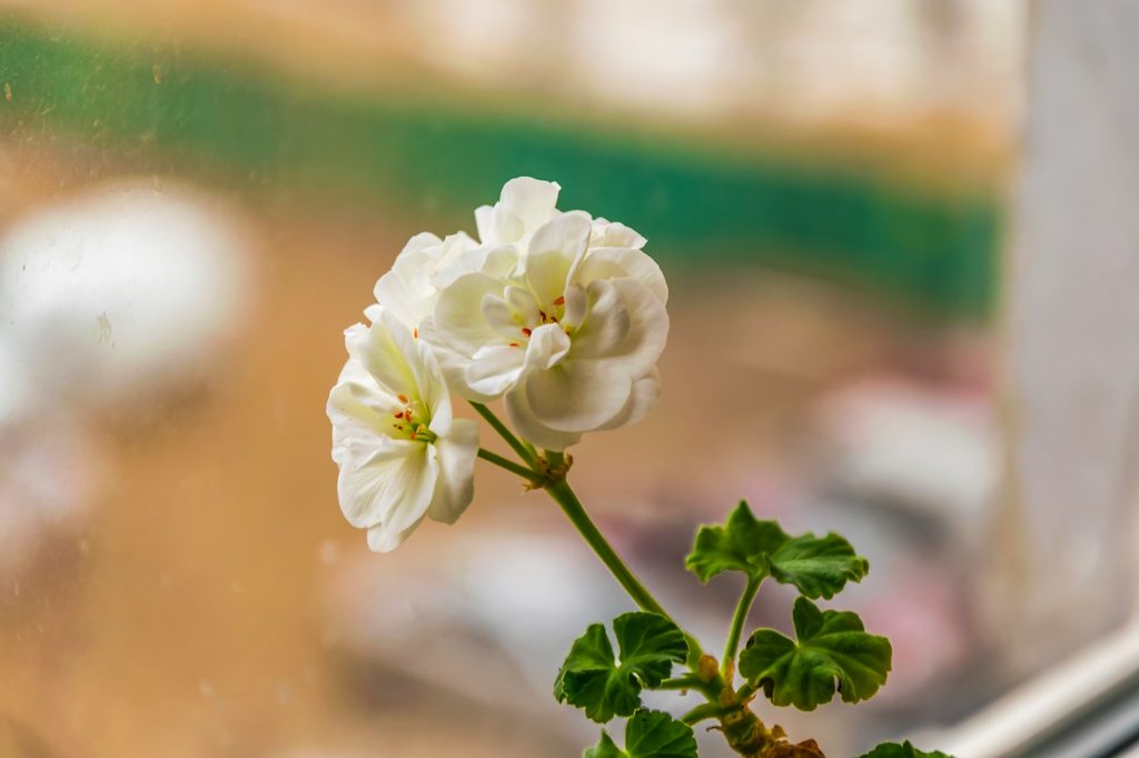 White geranium