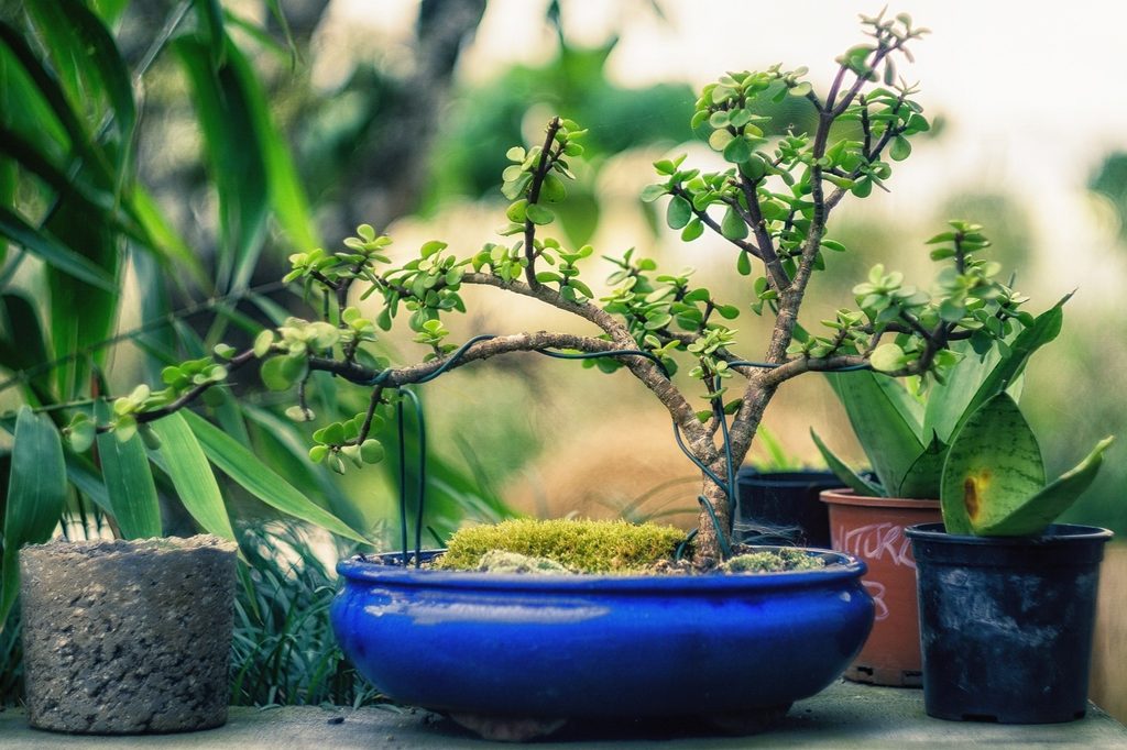 A jade plant bonsai being wired into shape