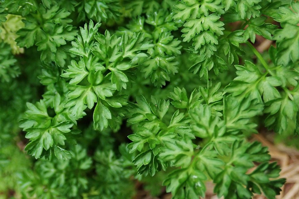 Chervil leaves
