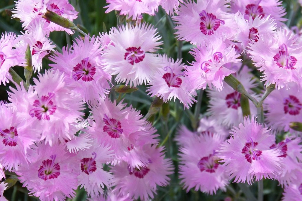 Light purple fringed carnations