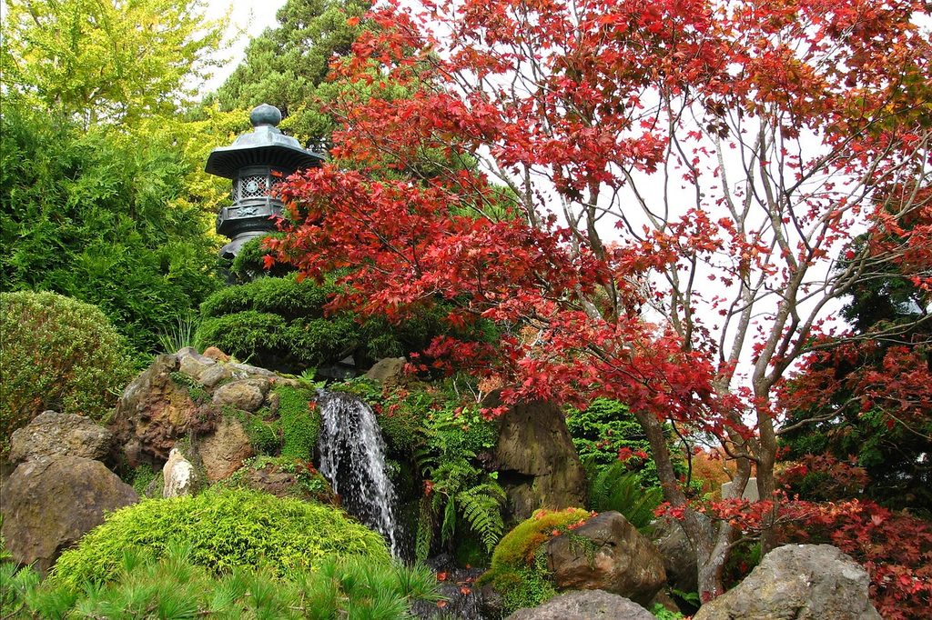A Japanese-style garden with a waterfall and Japanese maple tree.