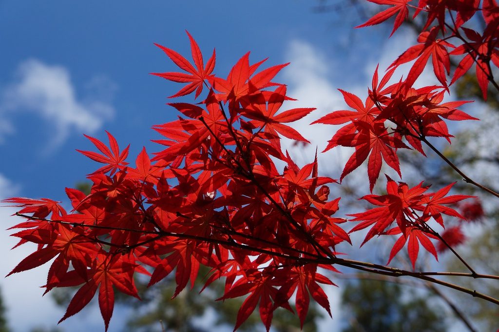Japanese maple tree branch with red leaves