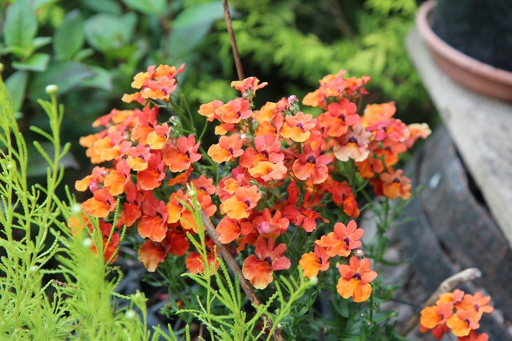 Orange nemesia flowers
