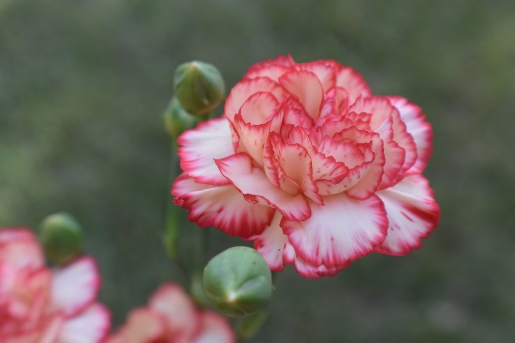 Pink and white carnation flower