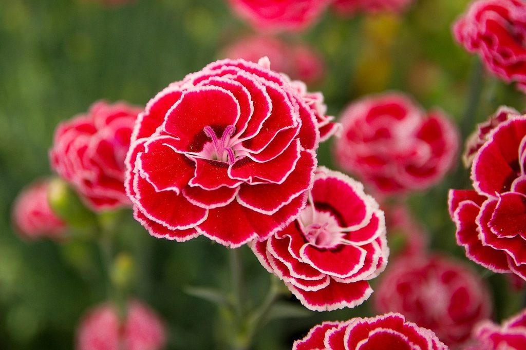Red carnations with white edges