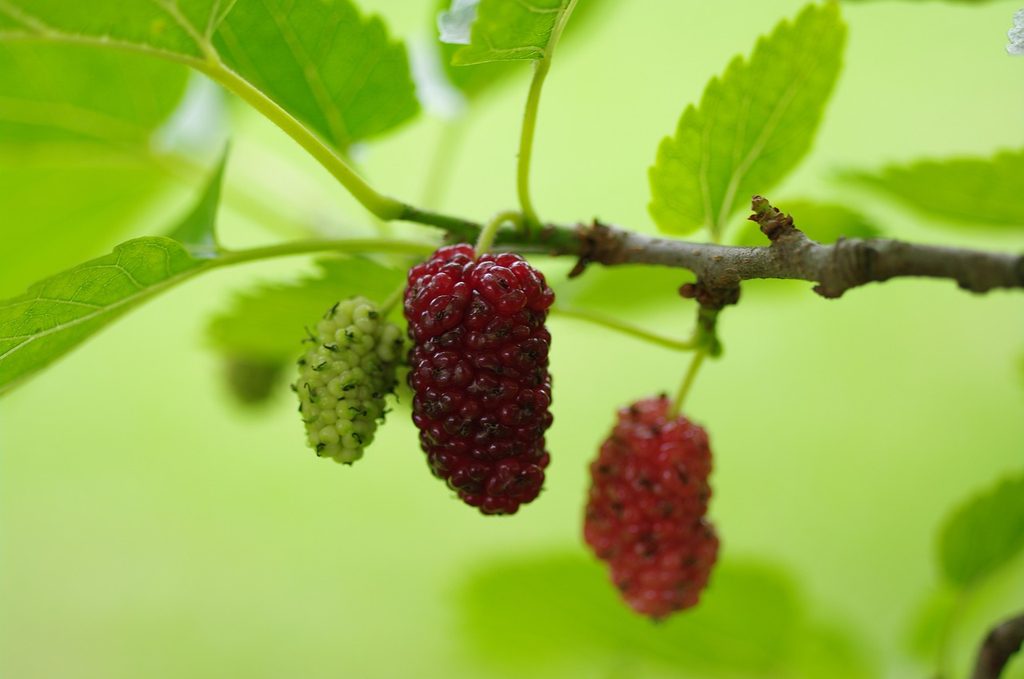 Ripening mulberry fruit