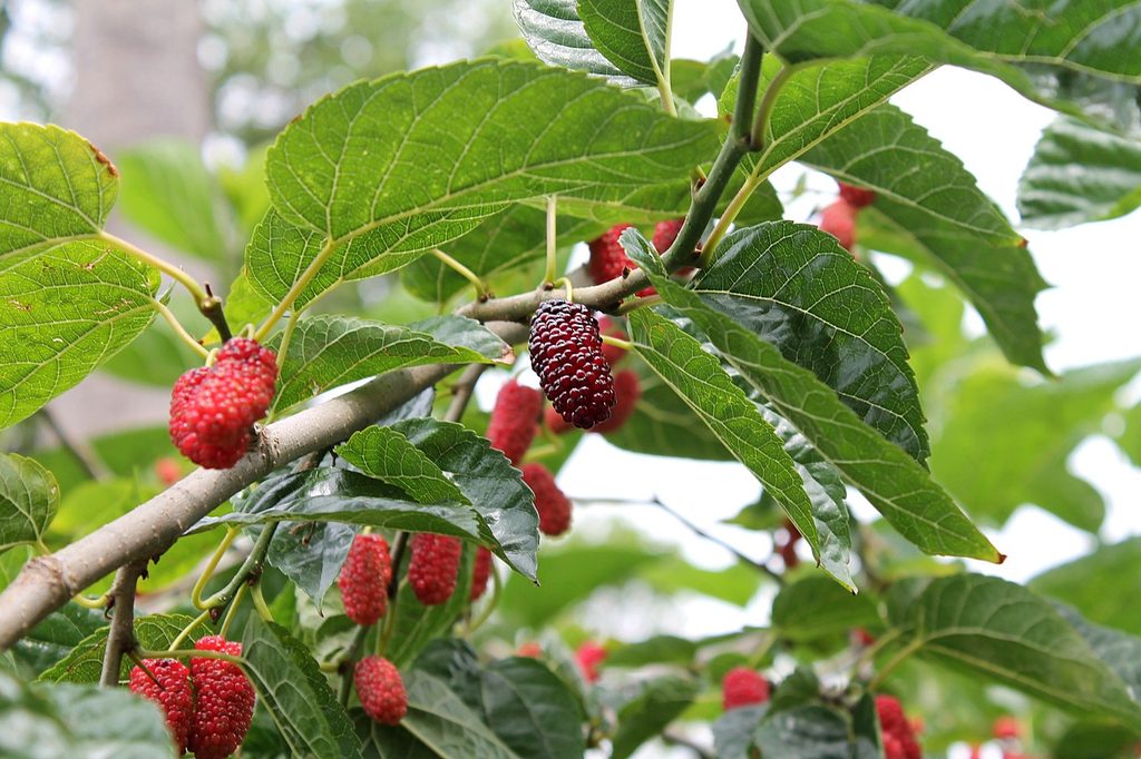 Morus rubra (red mulberry) tree with fruit