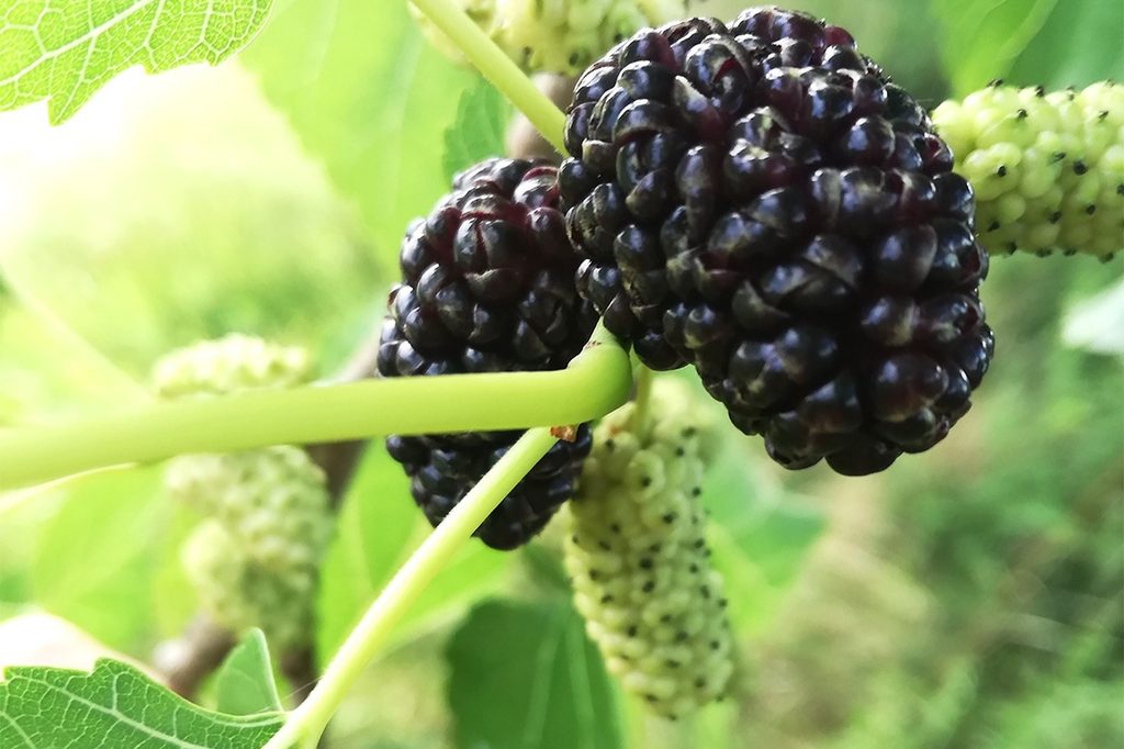 Morus alba (white mulberry) tree with unripe fruit and two black, ripe berries