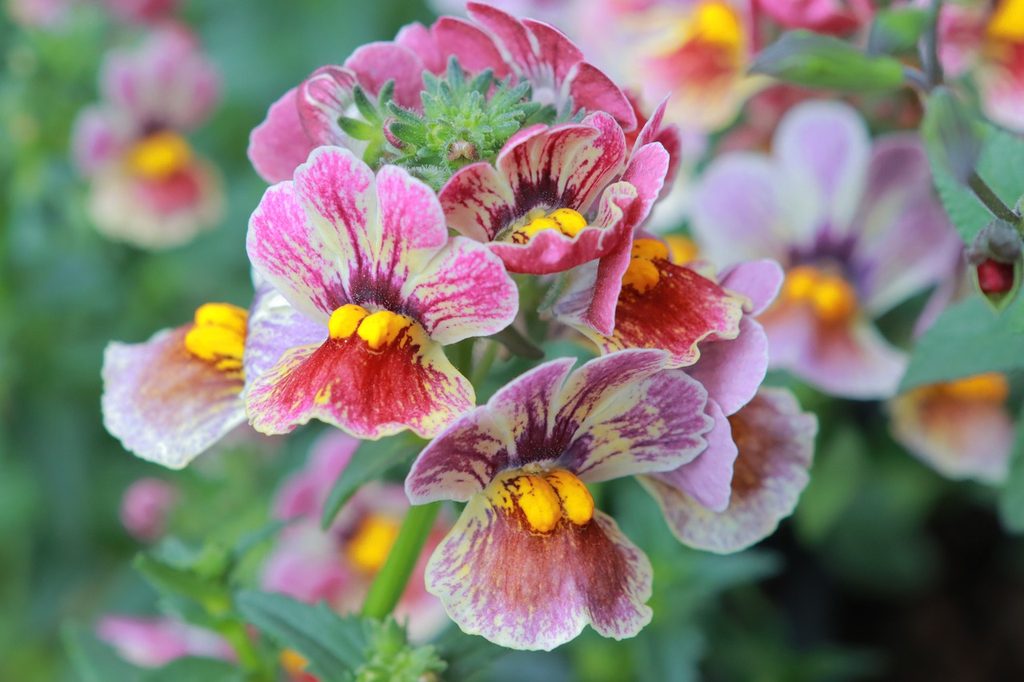 White nemesia flowers with pink stripes