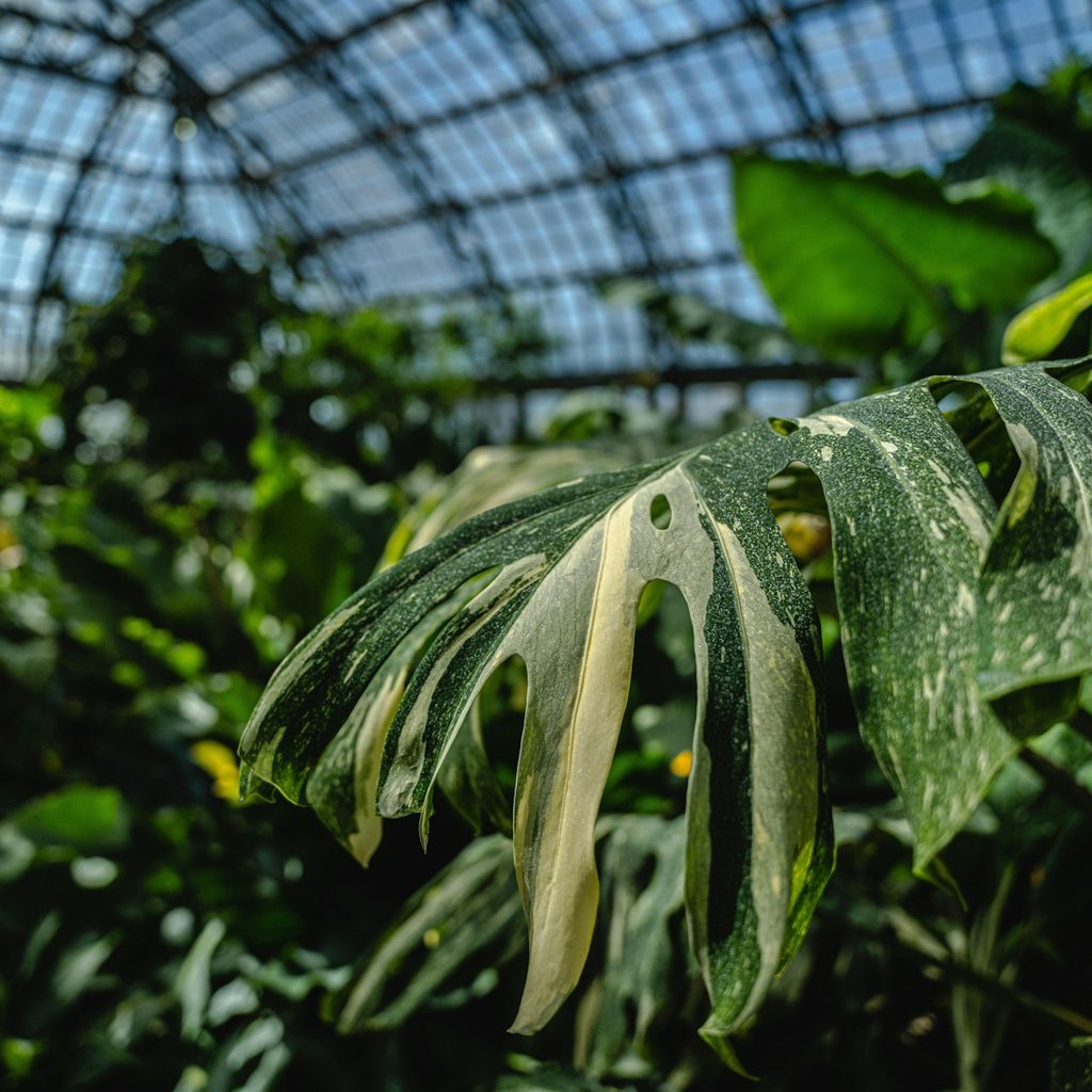Thai Constellation plant at a conservatory