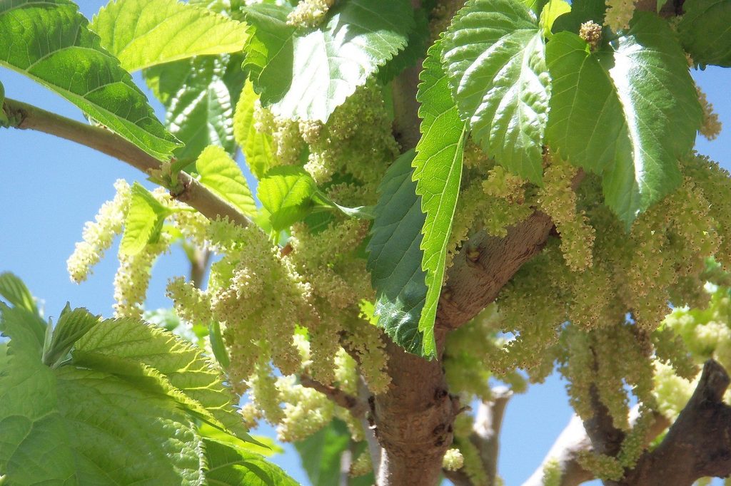 Morus alba (white mulberry) tree with fruit