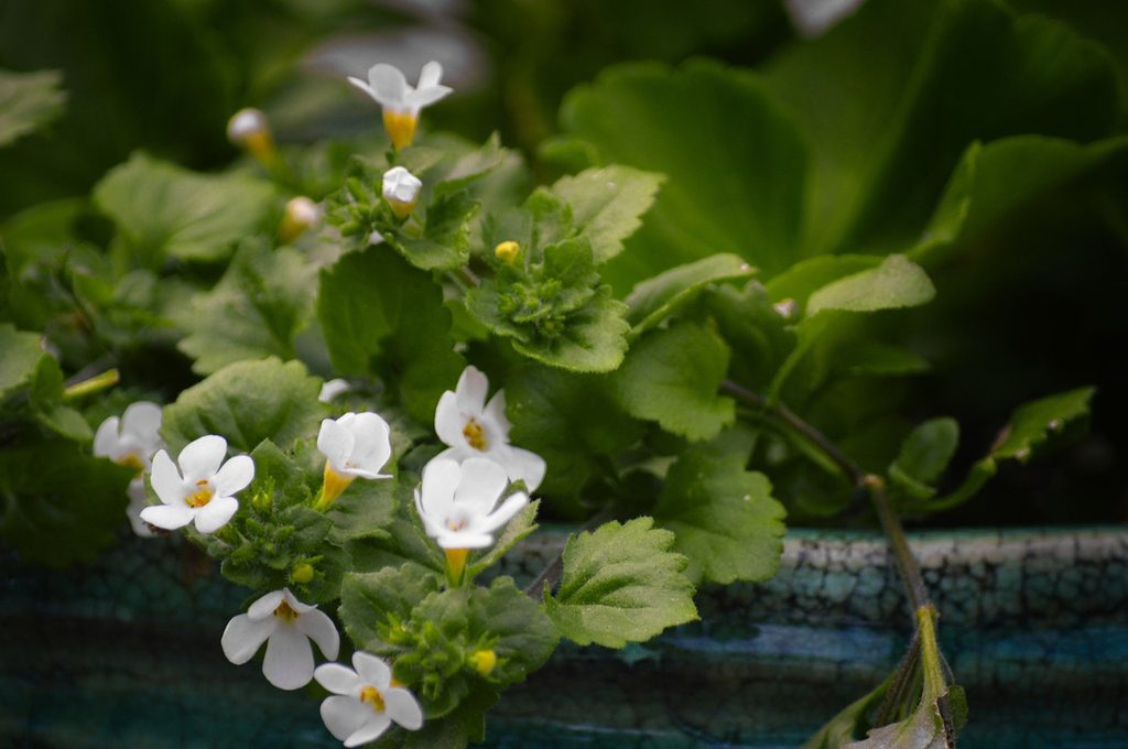 White bacopa flowers