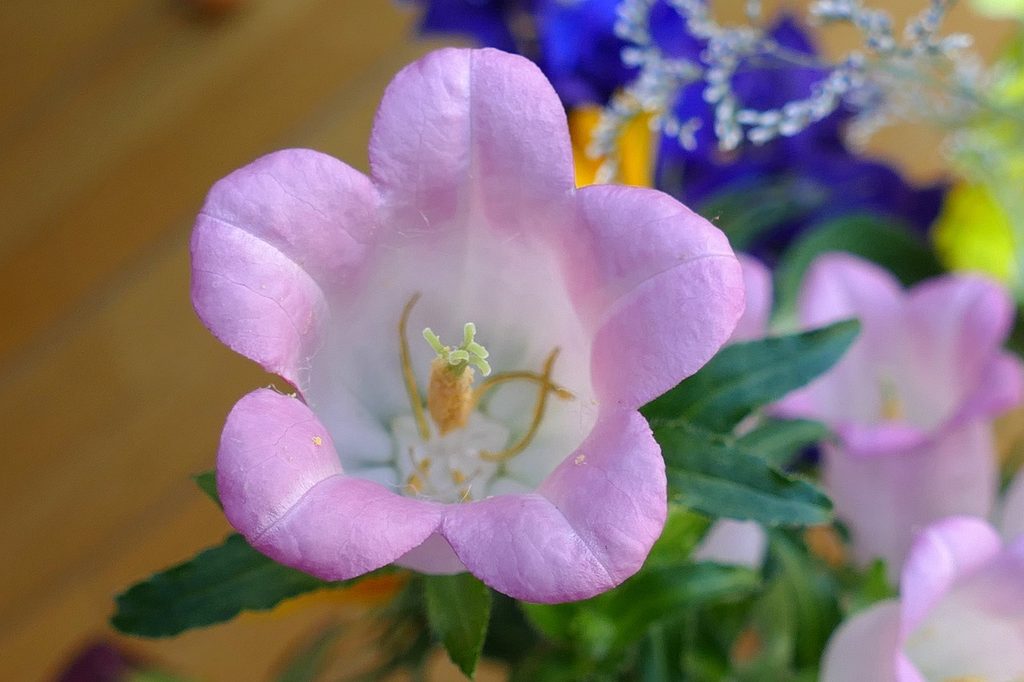 Pale pink Canterbury bell flower