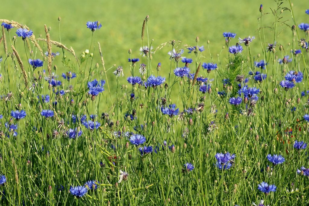 A cluster of cornflowers growing in a field