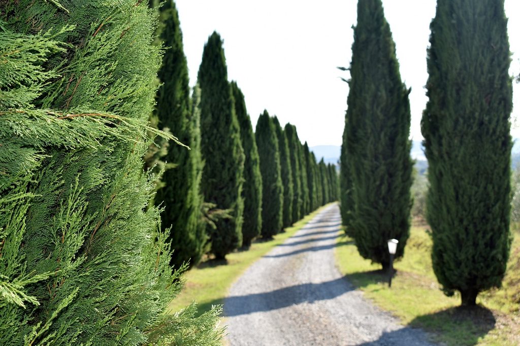 Cypress trees growing along a gravel road