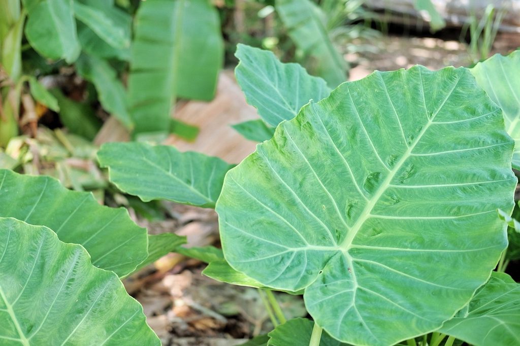 Elephant ear plant