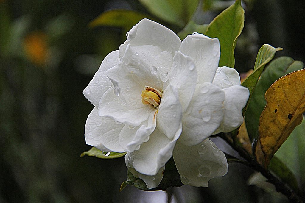 A white gardenia flower with dew drops