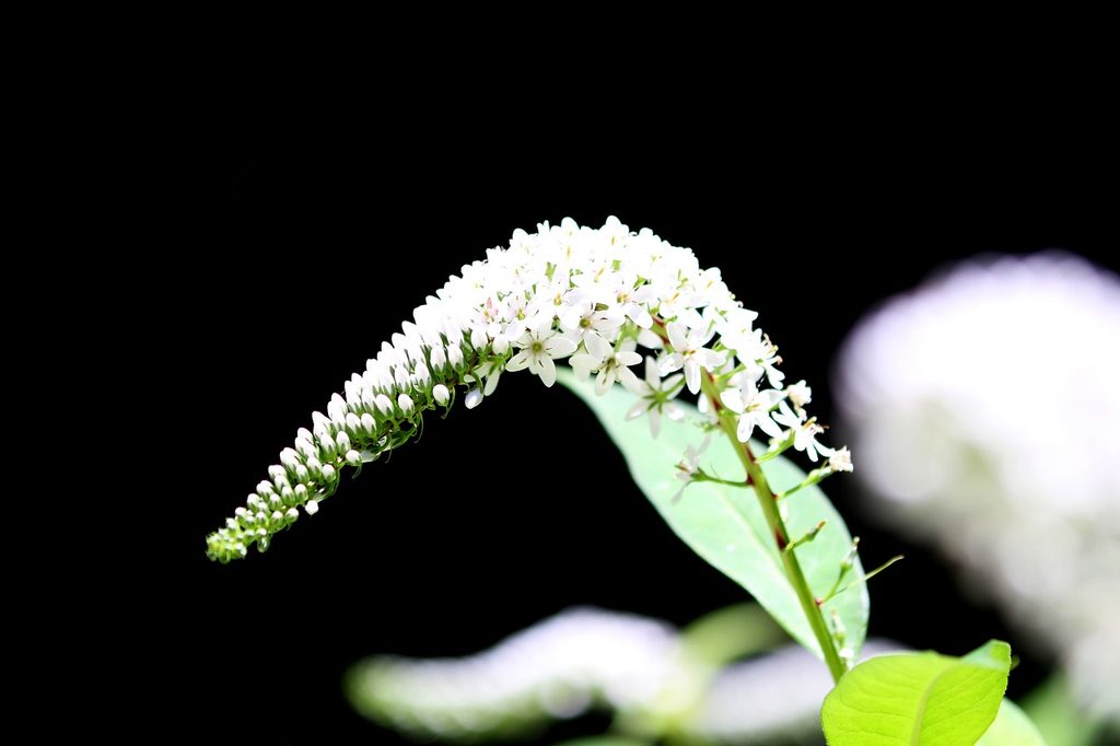 Gooseneck loosestrife flower on a black background