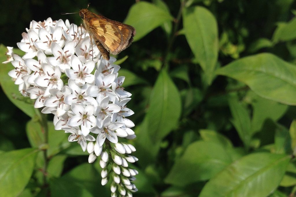 A gooseneck loosestrife flower with a butterfly