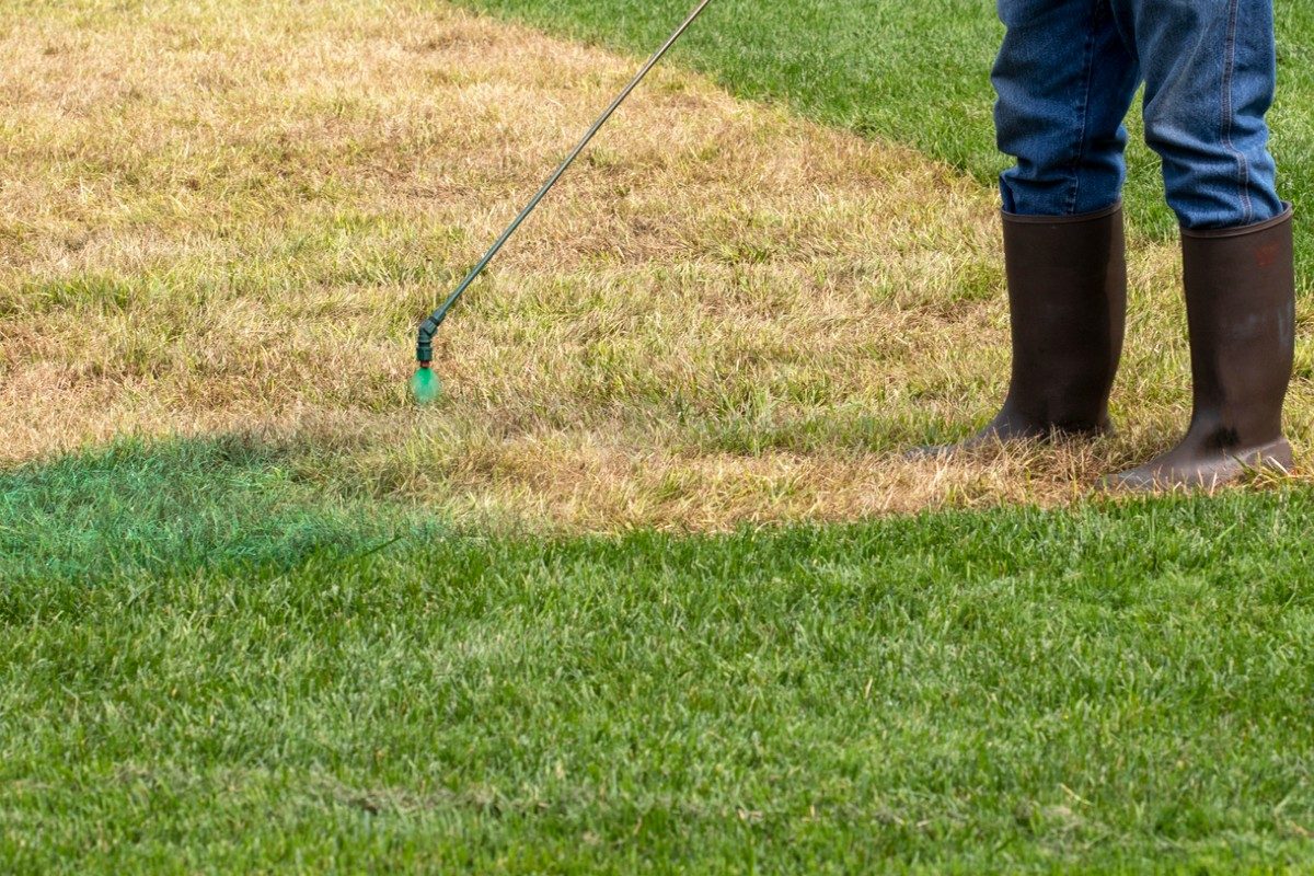 best grass lawn spray