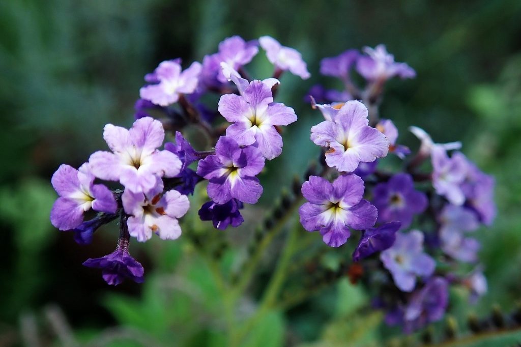 Purple heliotrope flowers close up