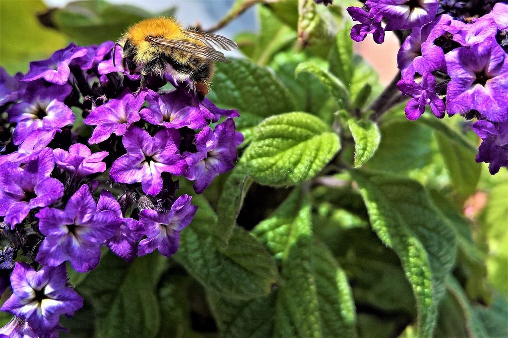 Heliotrope flowers being pollinated by a bee