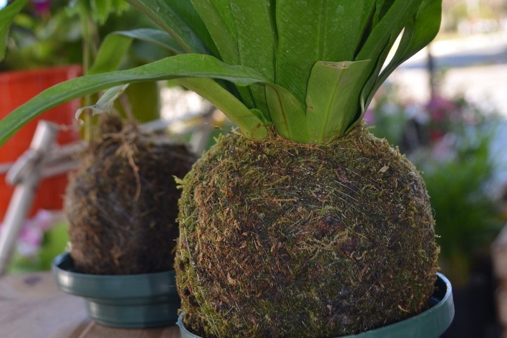 Kokedama moss balls on a table outdoors