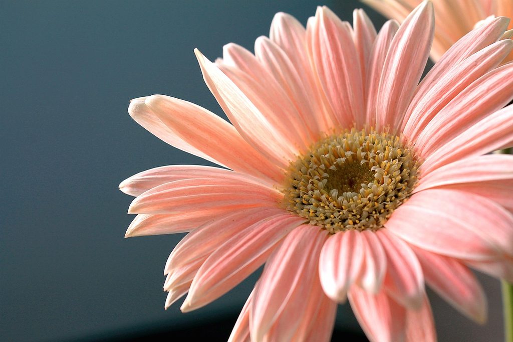 Light pink gerbera daisy