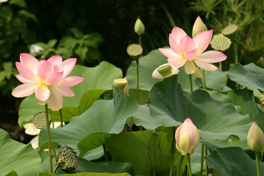Pale pink lotus flowers and seed pods
