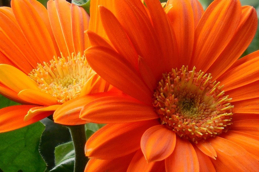 Orange gerbera daisy flowers