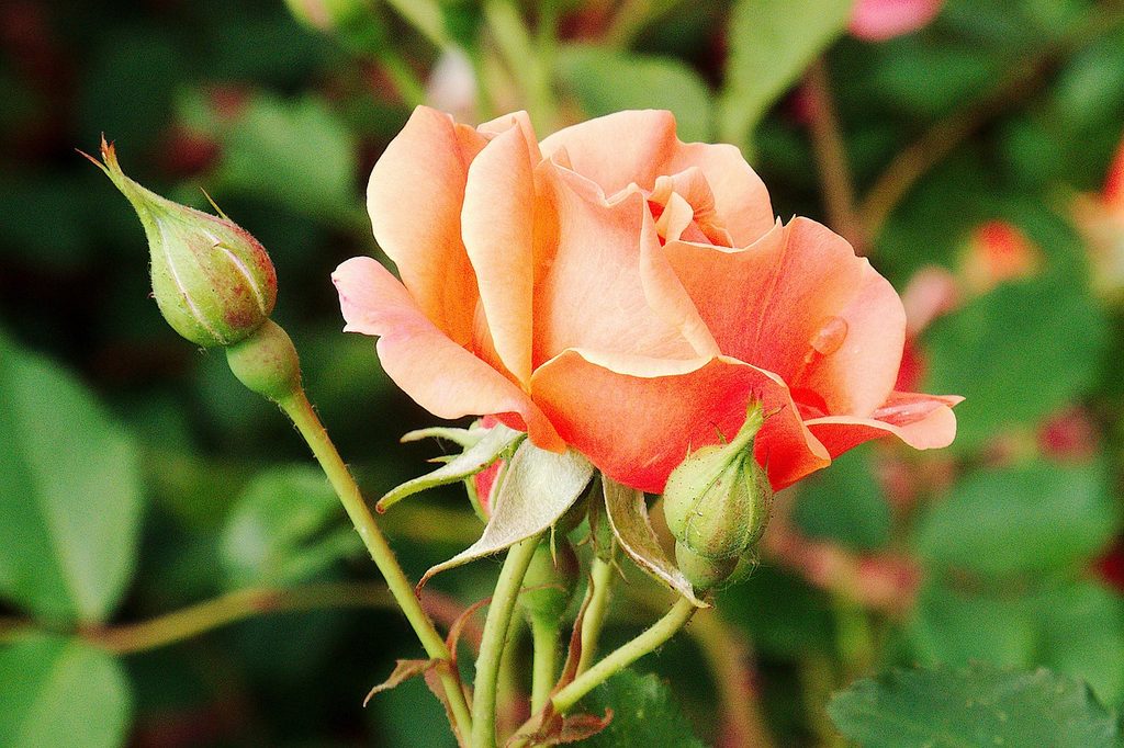 A peach colored pink rose