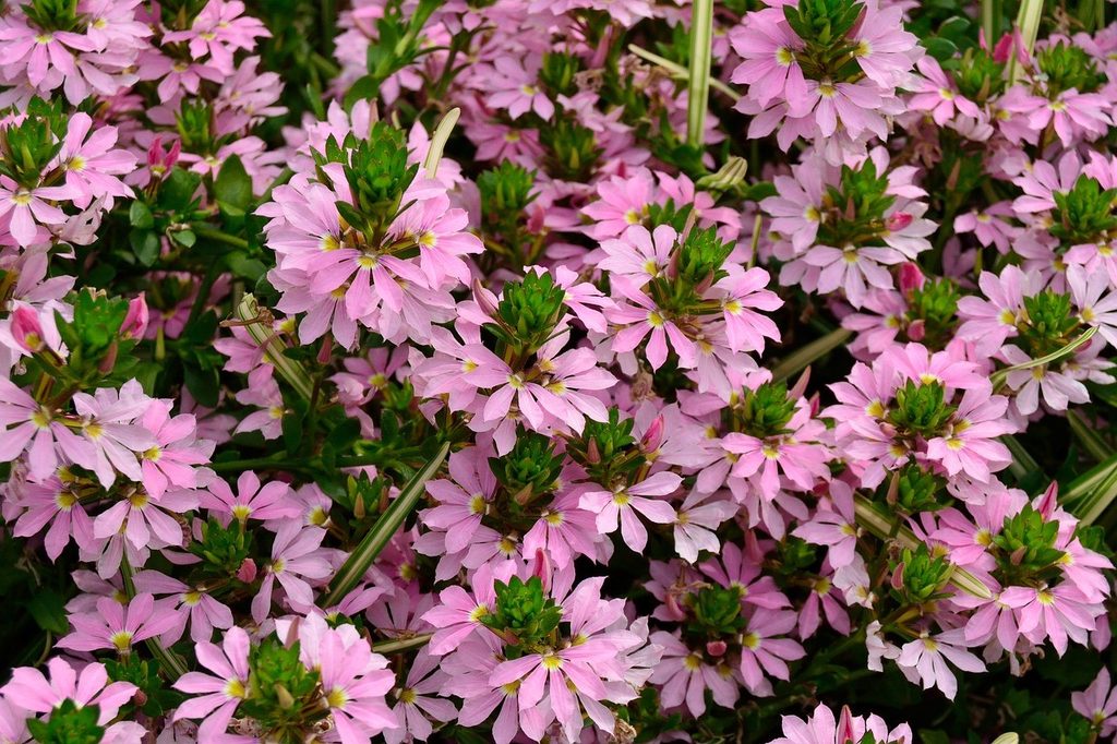Pink fan flowers