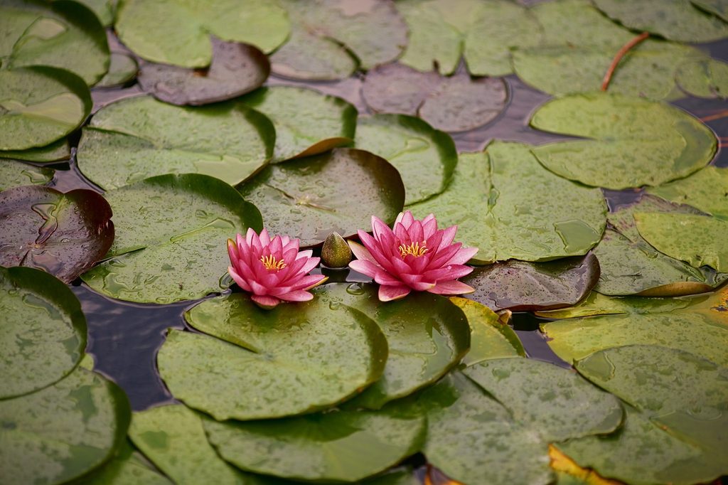 Pink water lily flowers surrounded by lily pads