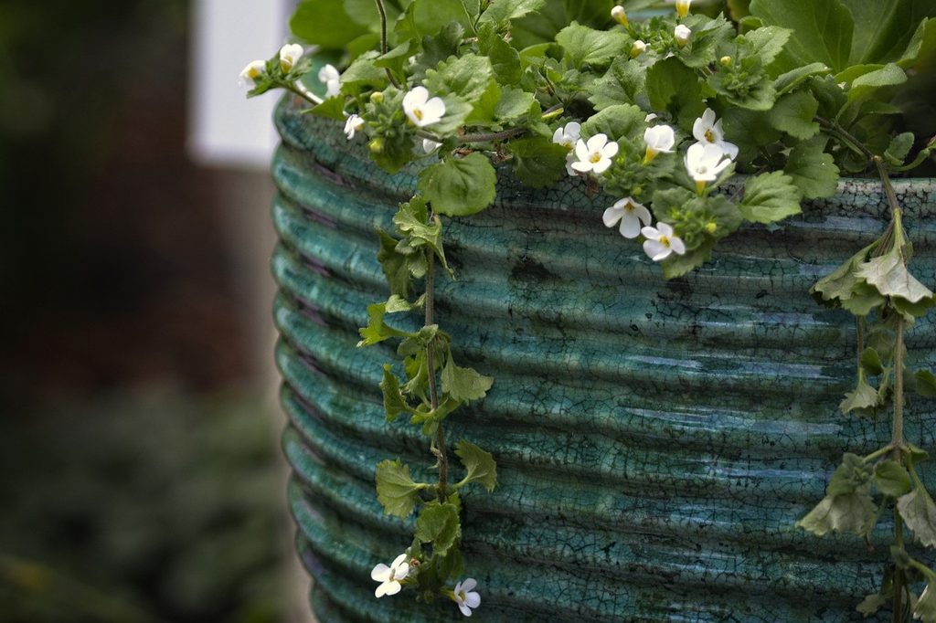 Potted bacopa flowers