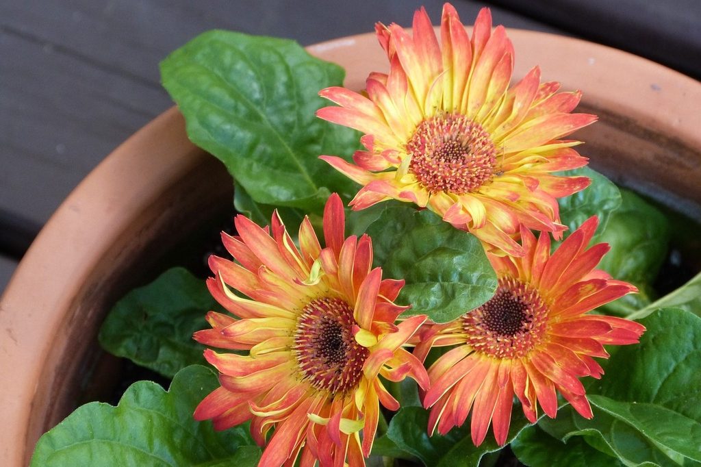 Orange gerbera daisies growing in a pot